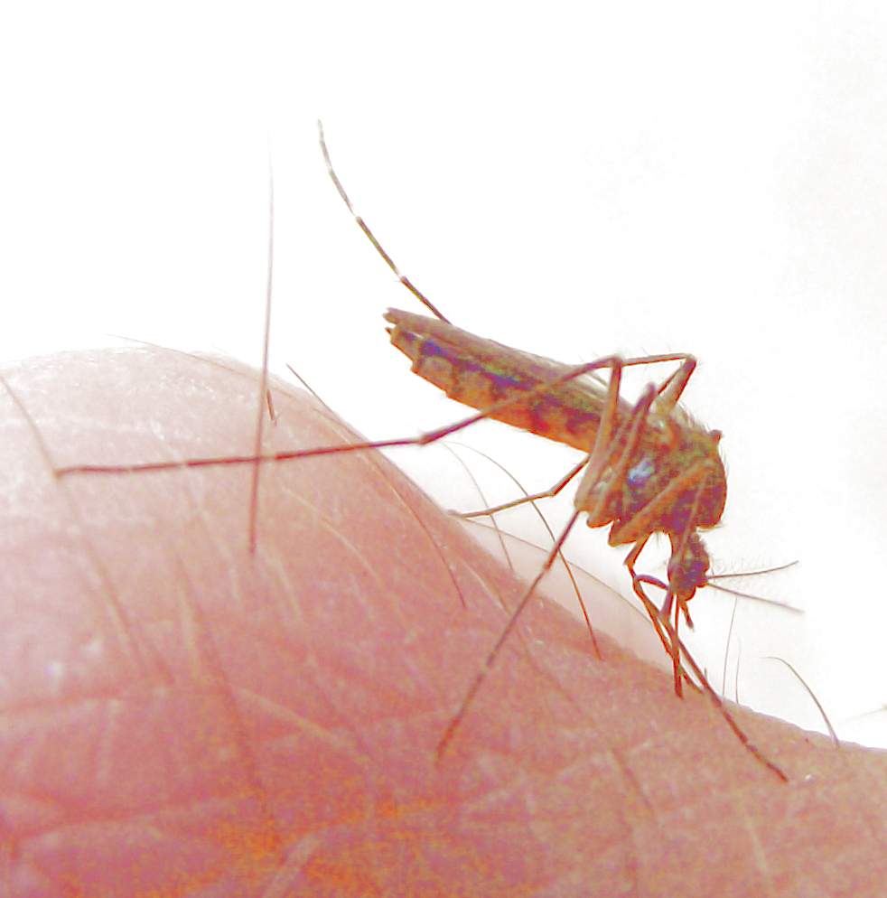 Немалярийный комар